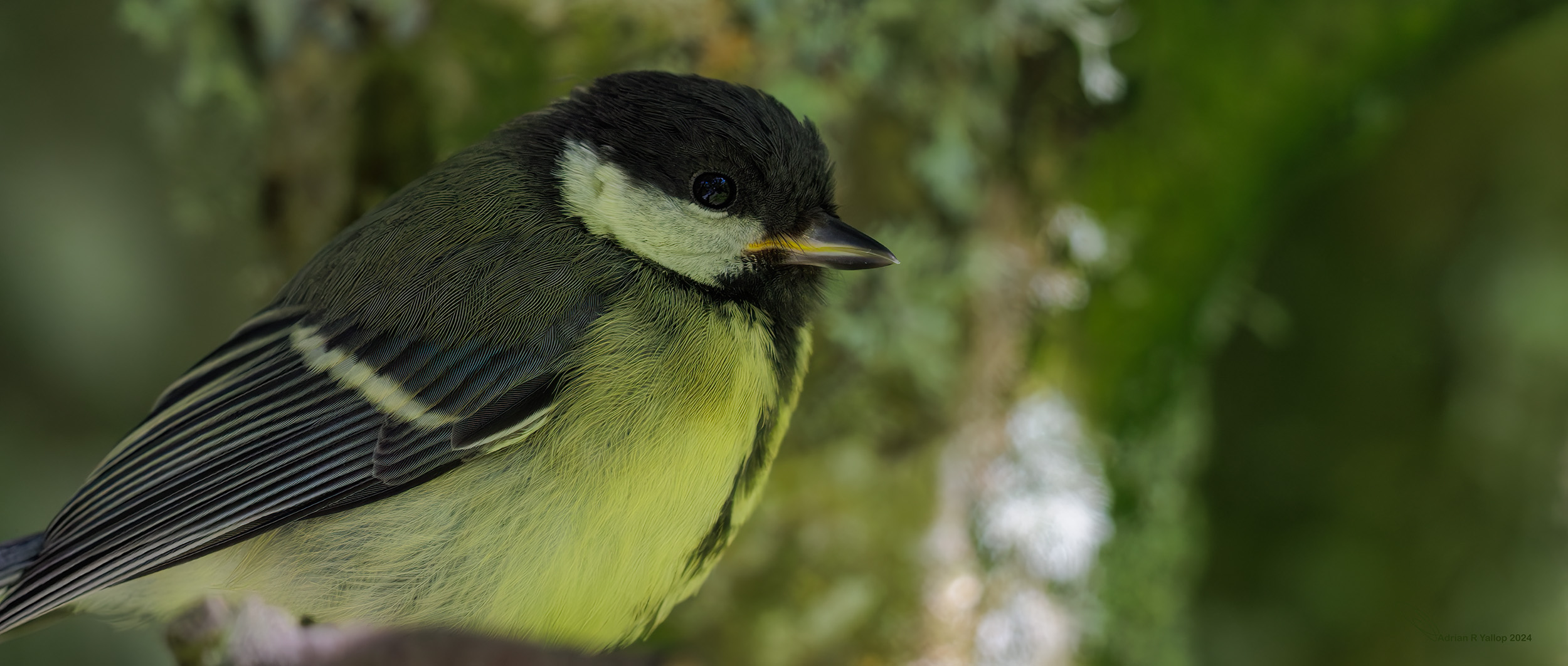 Great tits in the green Parus major